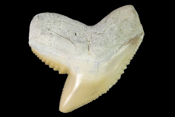 Fossil Tiger Shark (Galeocerdo) Tooth - Aurora, NC #143909